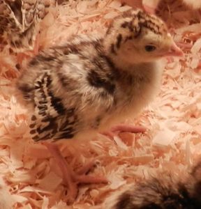 Crimson Dawn poult a few days old and developing the distinctive juvenile wing feathers