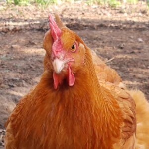Lincolnshire Buff Pullet